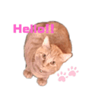 猫のスタンプ ちーちゃん2（個別スタンプ：16）