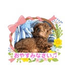 トイプーくるみのスタンプPart4（個別スタンプ：5）