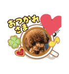 トイプーくるみのスタンプPart4（個別スタンプ：6）