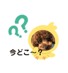 トイプーくるみのスタンプPart4（個別スタンプ：7）