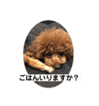 トイプーくるみのスタンプPart4（個別スタンプ：10）