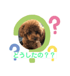 トイプーくるみのスタンプPart4（個別スタンプ：11）