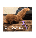 トイプーくるみのスタンプPart4（個別スタンプ：12）