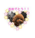 トイプーくるみのスタンプPart4（個別スタンプ：13）