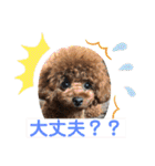 トイプーくるみのスタンプPart4（個別スタンプ：14）