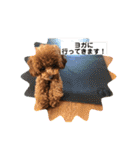 トイプーくるみのスタンプPart4（個別スタンプ：17）