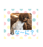 トイプーくるみのスタンプPart4（個別スタンプ：19）