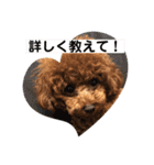 トイプーくるみのスタンプPart4（個別スタンプ：20）