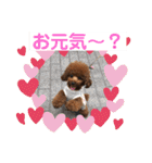 トイプーくるみのスタンプPart4（個別スタンプ：21）