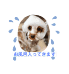 トイプーくるみのスタンプPart4（個別スタンプ：23）