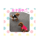 トイプーくるみのスタンプPart4（個別スタンプ：29）