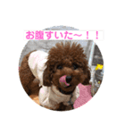 トイプーくるみのスタンプPart4（個別スタンプ：31）