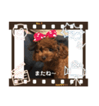 トイプーくるみのスタンプPart4（個別スタンプ：32）