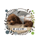 トイプーくるみのスタンプPart4（個別スタンプ：33）