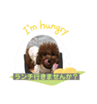 トイプーくるみのスタンプPart4（個別スタンプ：35）