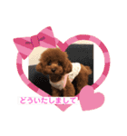 トイプーくるみのスタンプPart4（個別スタンプ：37）