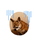 rusf（個別スタンプ：5）