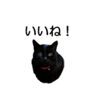 黒猫のコテツ（個別スタンプ：1）