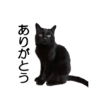 黒猫のコテツ（個別スタンプ：2）