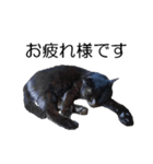 黒猫のコテツ（個別スタンプ：3）