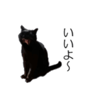黒猫のコテツ（個別スタンプ：5）
