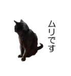黒猫のコテツ（個別スタンプ：6）