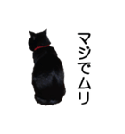 黒猫のコテツ（個別スタンプ：7）