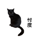 黒猫のコテツ（個別スタンプ：8）