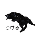 黒猫のコテツ（個別スタンプ：9）