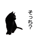 黒猫のコテツ（個別スタンプ：14）
