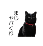 黒猫のコテツ（個別スタンプ：15）