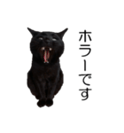 黒猫のコテツ（個別スタンプ：16）