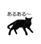黒猫のコテツ（個別スタンプ：21）