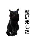 黒猫のコテツ（個別スタンプ：24）
