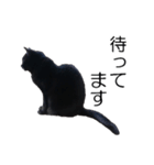 黒猫のコテツ（個別スタンプ：28）