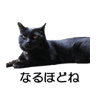 黒猫のコテツ（個別スタンプ：29）