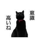 黒猫のコテツ（個別スタンプ：31）