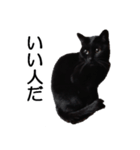 黒猫のコテツ（個別スタンプ：33）