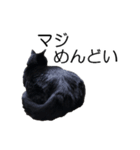 黒猫のコテツ（個別スタンプ：36）