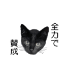 黒猫のコテツ（個別スタンプ：37）