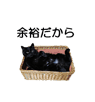 黒猫のコテツ（個別スタンプ：38）