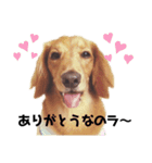 ニマニマ ヤング時代（個別スタンプ：2）
