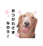 ニマニマ ヤング時代（個別スタンプ：3）