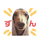 ニマニマ ヤング時代（個別スタンプ：20）