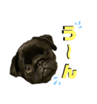 パグぱぐのC＆M♪1（個別スタンプ：4）