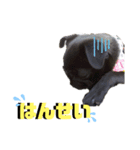 パグぱぐのC＆M♪1（個別スタンプ：7）