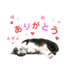 ピピさん（個別スタンプ：3）