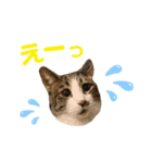 ピピさん（個別スタンプ：4）
