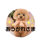 プードル好きのためのスタンプ（個別スタンプ：7）