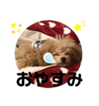 プードル好きのためのスタンプ（個別スタンプ：10）